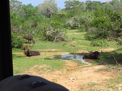 Waterbuffels