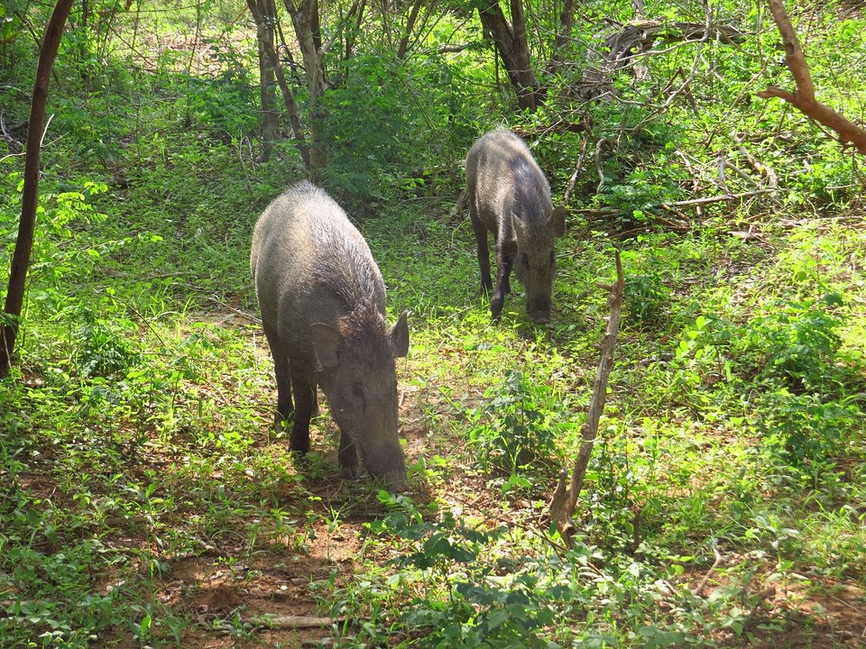 Zwijnen in Yala