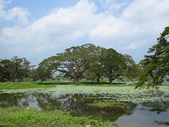 Tissa Wewa