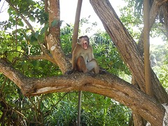 Echte jungle bij Jungle Beach