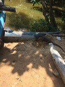 Wildlife bij Jungle Beach