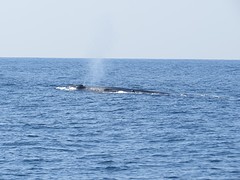 Blauwe vinvis, Mirissa