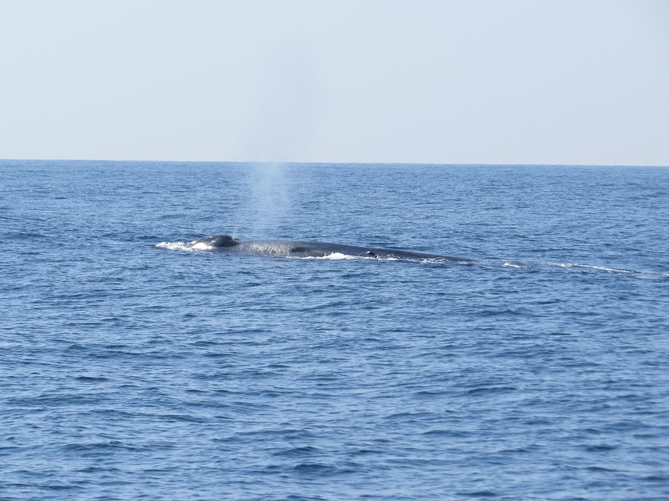 Blauwe vinvis, Mirissa