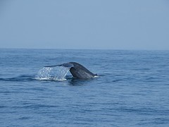 Blauwe vinvis