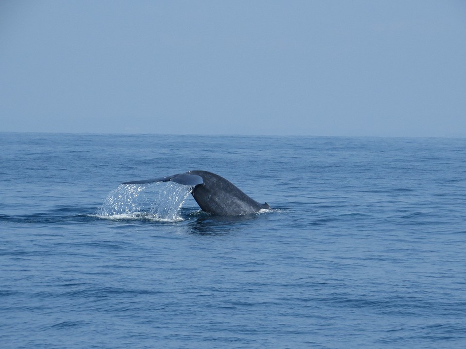 Blauwe vinvis