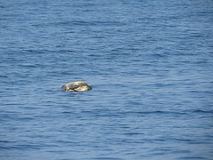 Parende zeeschildpadden