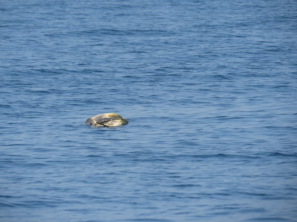 Parende zeeschildpadden