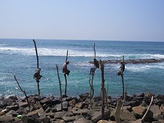 Stilt fishermen