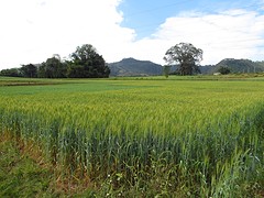 IMG_0242