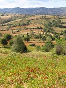 IMG_0275