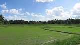 Rijstvelden onderweg naar Anuradhapura