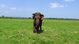 Olifant dichtbij
