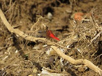 IMG_2838