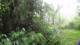 Regenbui in Semenggoh