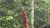 Orang Oetans in Semenggoh Wildlife Rehabilitation Centre