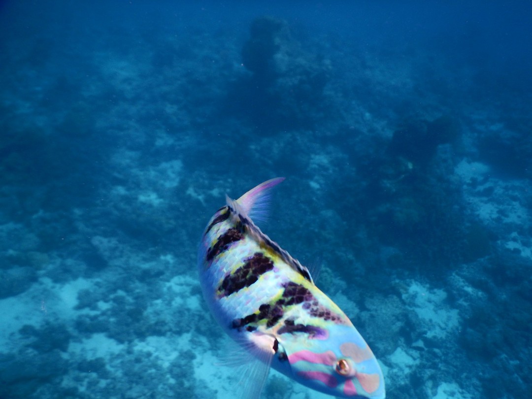 DSCN2973