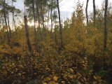 Herfst