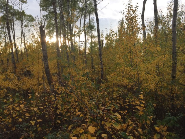 Herfst