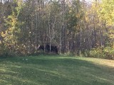 Moose