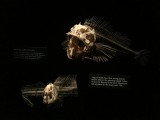 IMG_1268