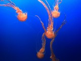 IMG_1294