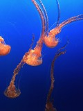 IMG_1296