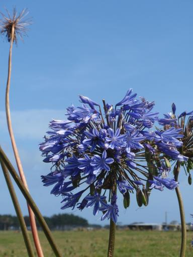 Nieuw Zeelandse bloem (zie je hier veel)