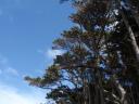 Blue Sky
