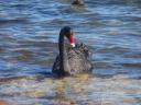 Zwaan @ Lake Taupo