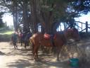 Slapende paarden ;)