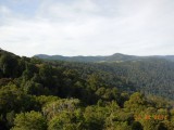 Rainforest