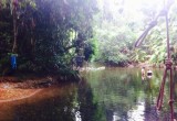 Cape Tribulation waterhole