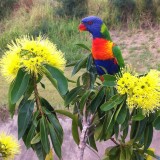 Airlie Beach