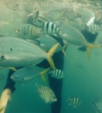 Fish in the Whitsundays