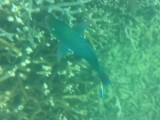 Snorkeling in the Whitsundays