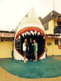 Sharkshow Hervey Bay