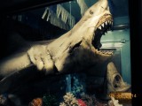 Sharkshow Hervey Bay