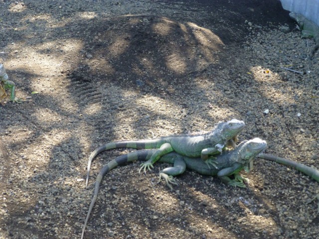 P1000739