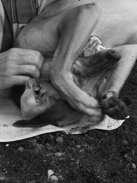 straat honden verdienden ook wat liefde.