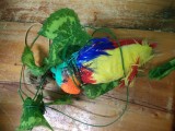 Don't touch the parrot