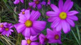 IMGP4793