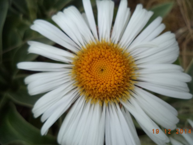 DSC00938