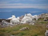 Mt. Evans