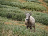 Mt. Evans