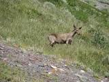 Huemul