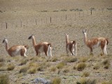 Guanacos