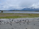Isla Pinguinera