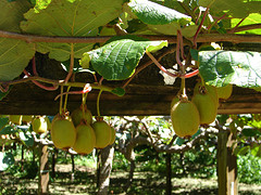 Kiwis!!