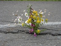 Kraft der Natur