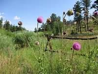 Trail Creek Road